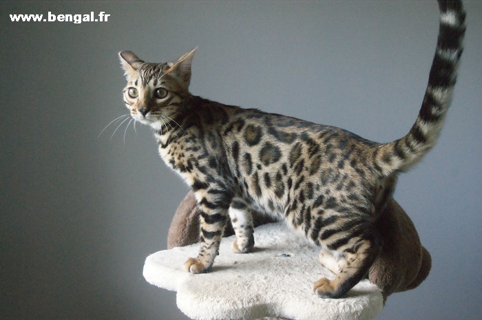 chatte bengal brown à rosettes